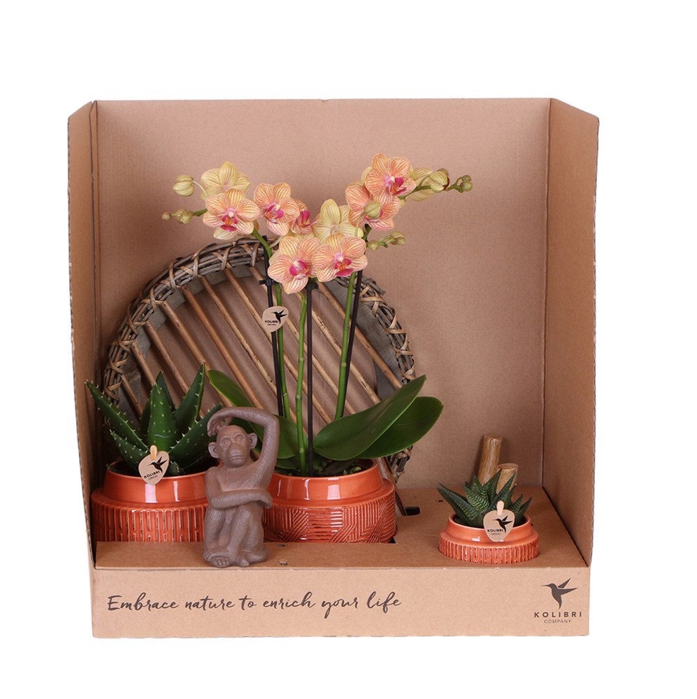 Botanical Giftset large - Cultural Harmony