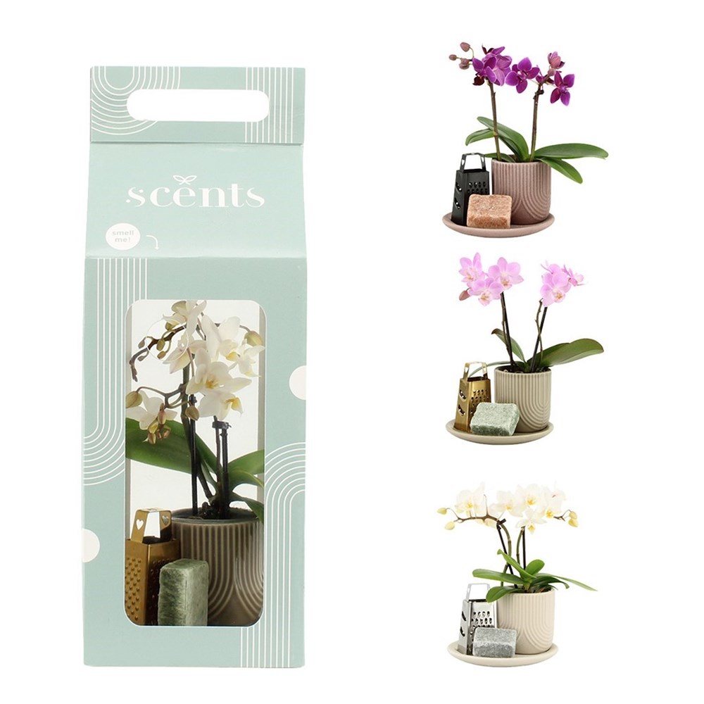 Aromatic Giftset small - Luxury Orchid