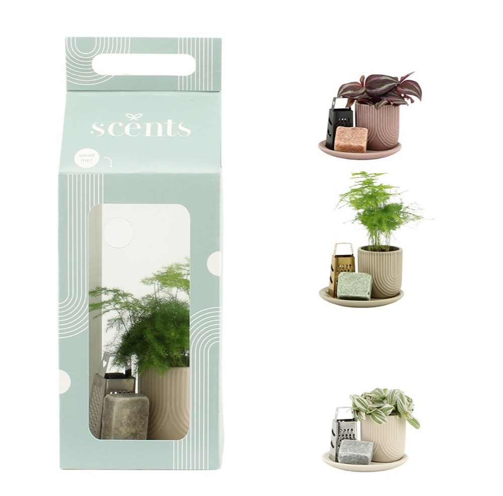 Aromatic Giftset small - Fresh Greens