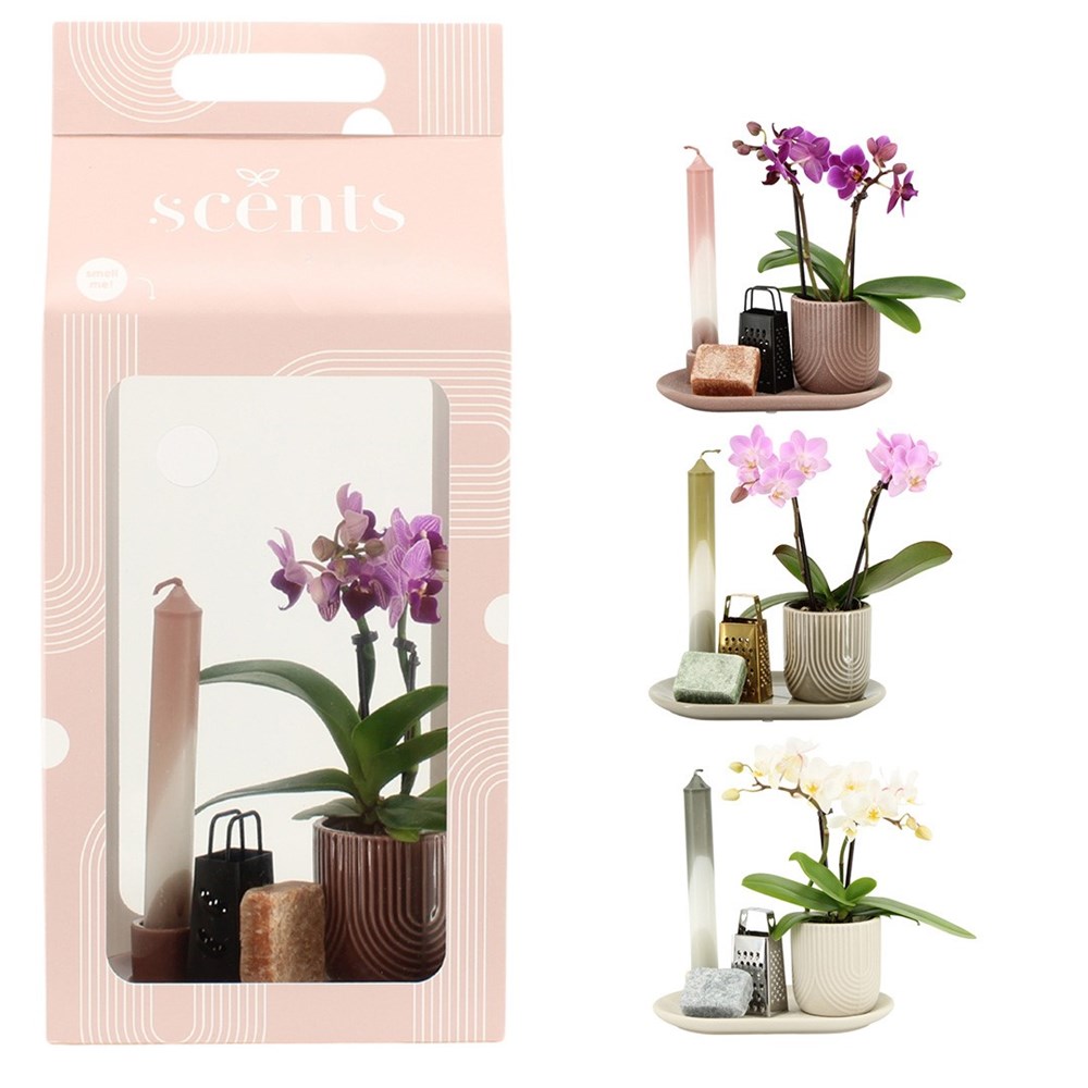 Aromatic Giftset large - Luxury Orchid